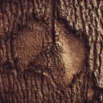 minimize the appearance of scars